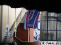 Rangers-Celtic-(106)_1