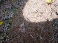 VfB-KSC 084 Kopie